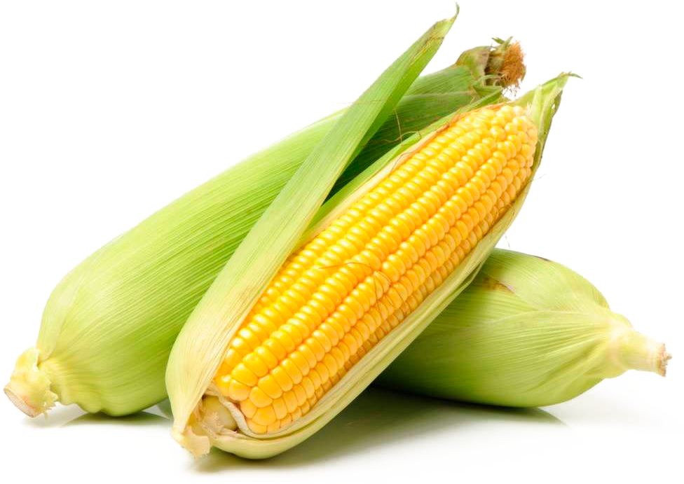Защита кукурузы в открытом грунте