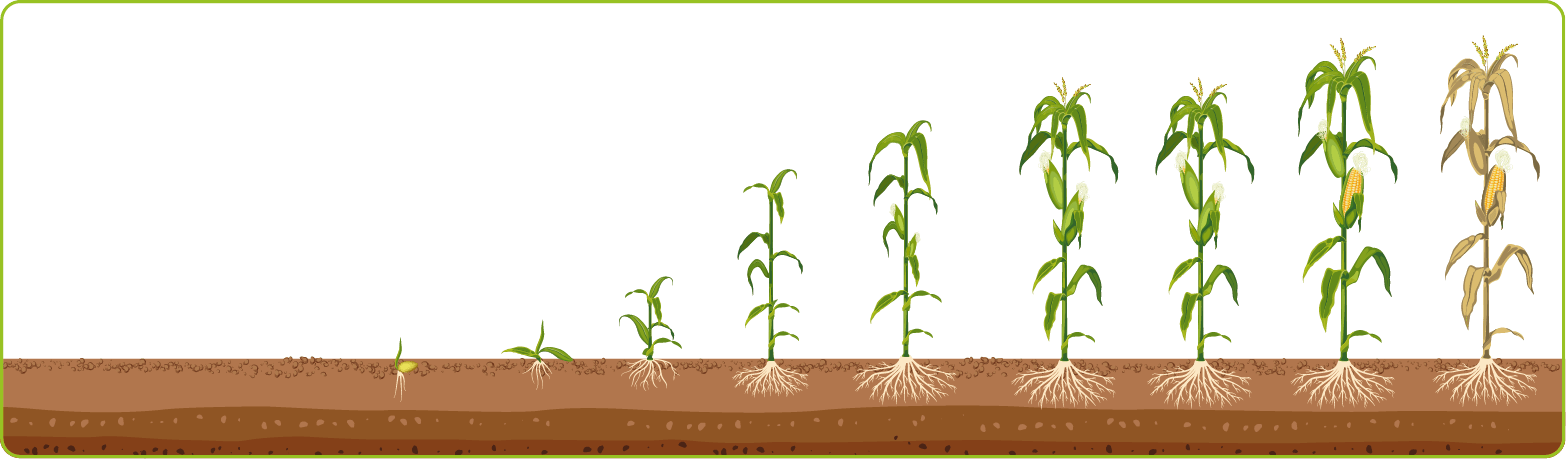 Схема защиты кукурузы