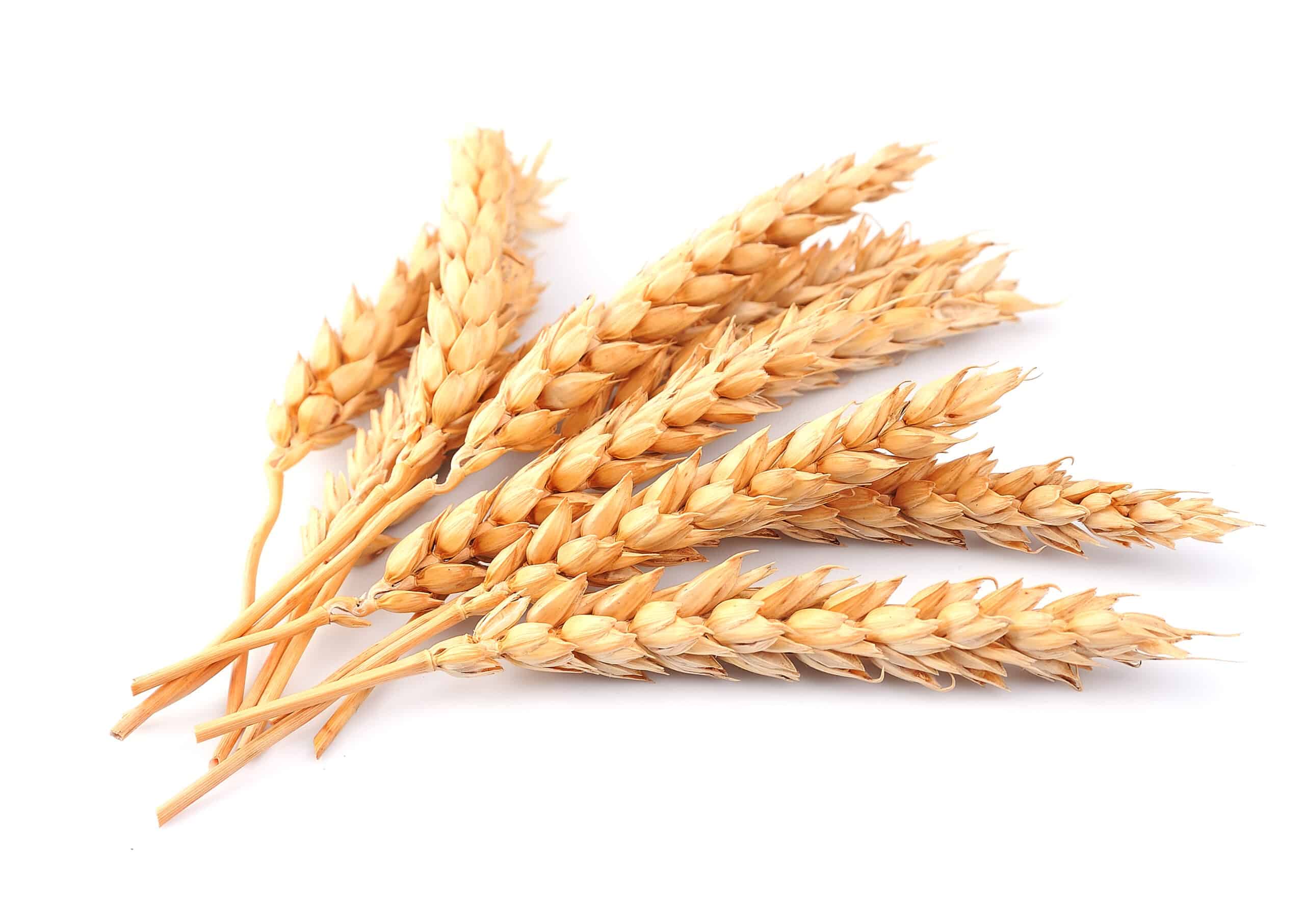 Защита озимой и яровой пшеницы