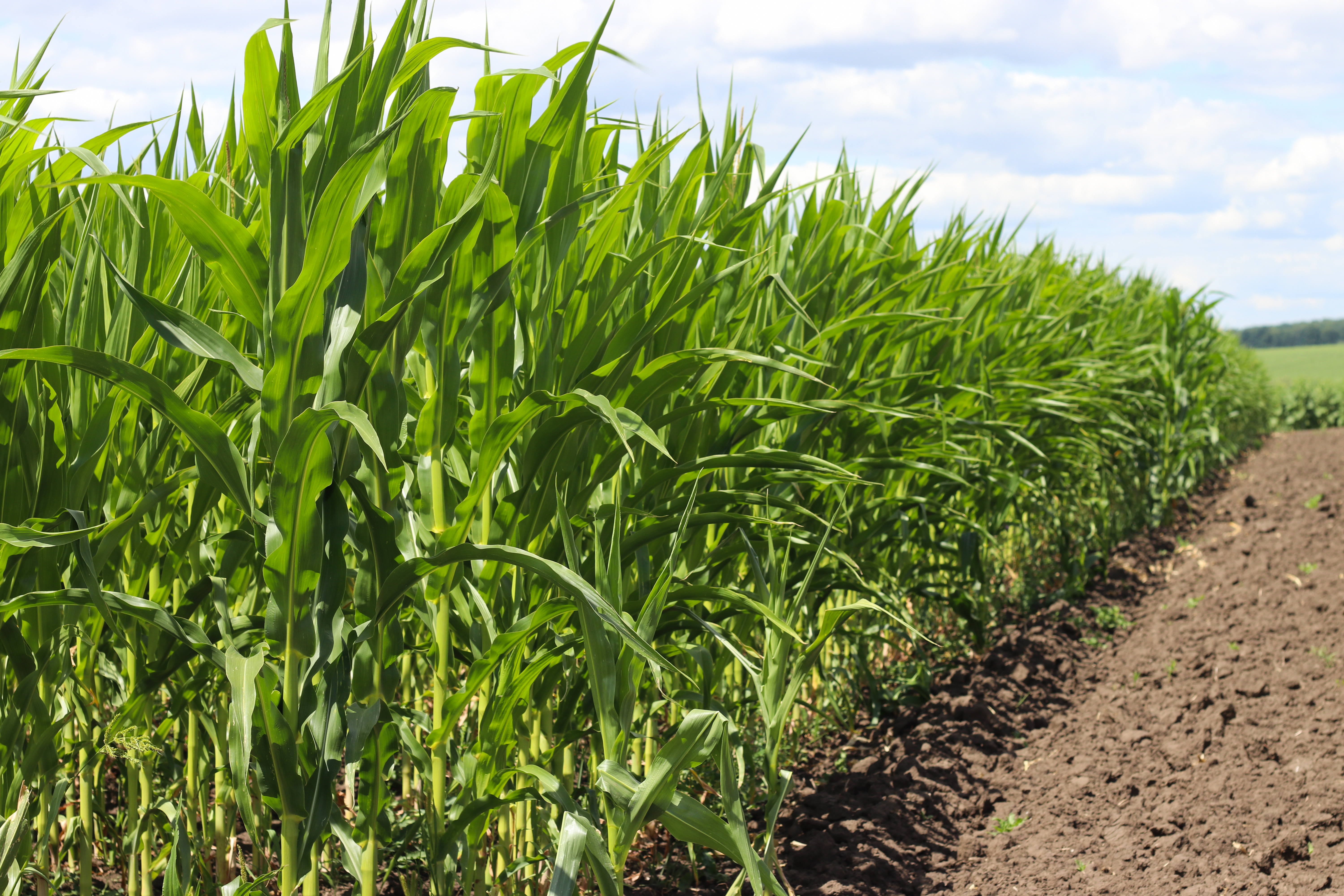 Защита кукурузы в открытом грунте