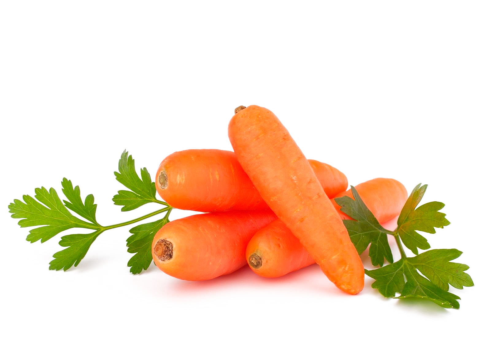 Защита моркови в открытом грунте