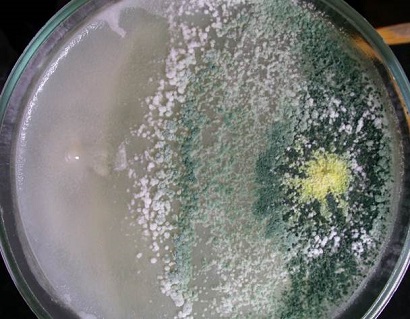 Динамика вытеснения патогена Pythium debarianum (слева) антагонистом  Trichoderma harzianum (справа)