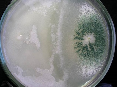 Динамика вытеснения патогена Pythium debarianum (слева) антагонистом  Trichoderma harzianum (справа)