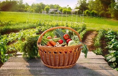 Наши овощи под биологической защитой!