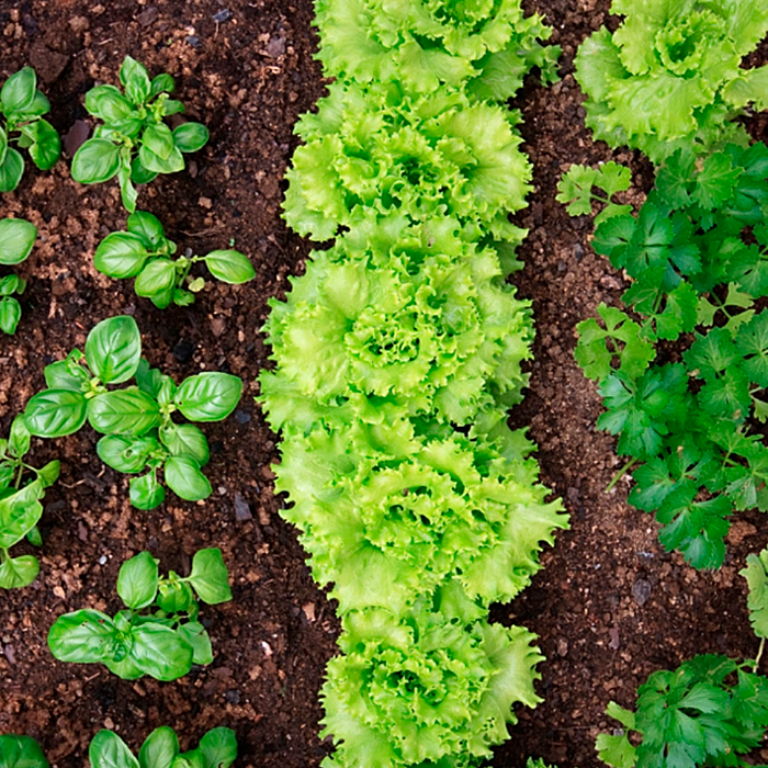 Защита салатных и зеленных культур в плёночных теплицах