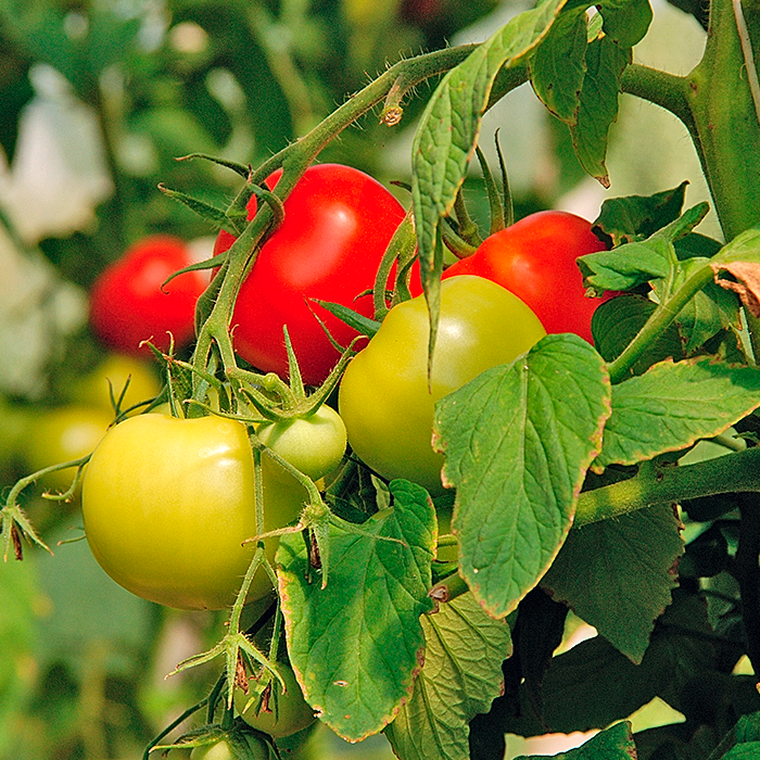 Защита томата в плёночных теплицах