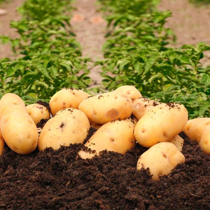 Защита картофеля на дачном участке