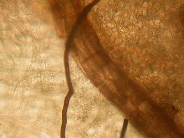 Рис. 2 - Rhizoctonia solani на поверхности нижней части стебля сфагнового мха, погруженного в субстрат   (фото образца, отобранного на торфяннике при t – 0C).