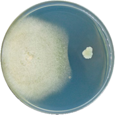  Рис 4. Взамодействие Bacillus subtilis(справа) и Fusarium(слева)