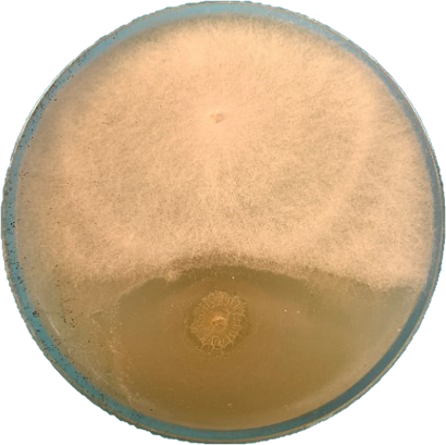 Взаимодействие Fusarium и Bacillus subtilis