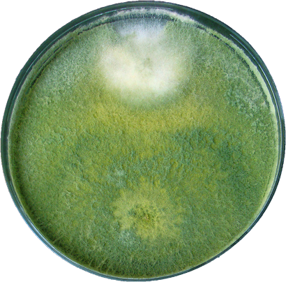 Взаимодействие Fusarium и Trichoderma harzianum
