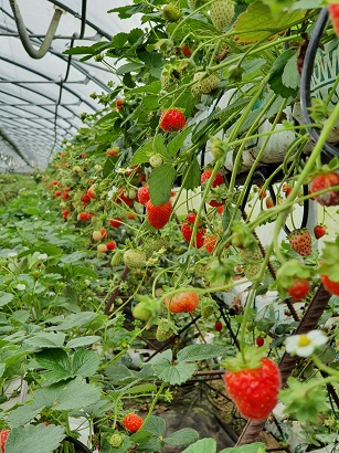 Биологическая система защиты земляники садовой в плёночных теплицах