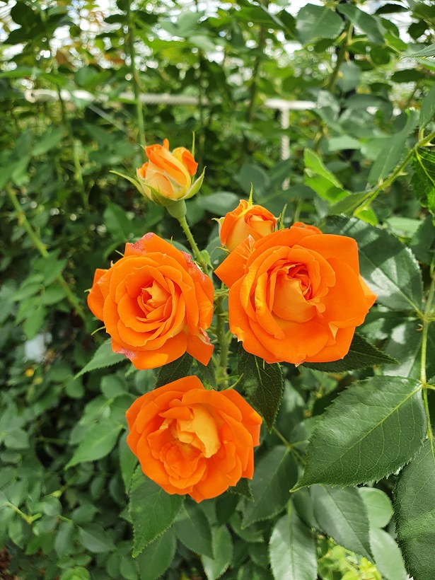 Защита роз и хризантем на срезку