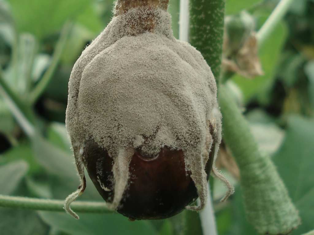 Серая гниль баклажана (Botrytis cinerea)