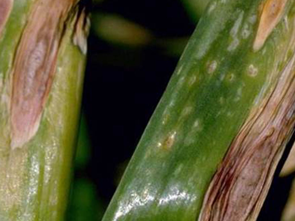 Альтернариоз (пурпурная пятнистость) лука (Alternaria porri)