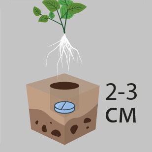 2. внести под растение на глубину 2-3 см