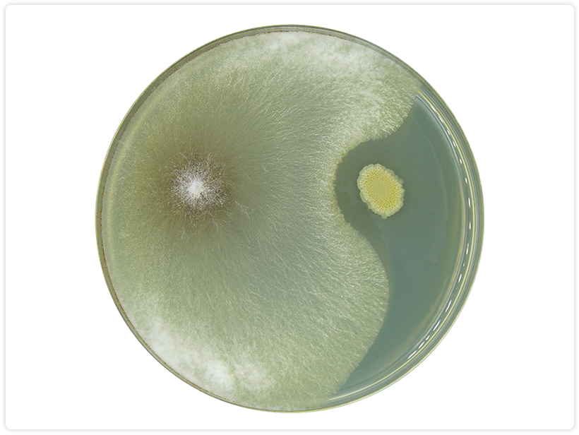 Api Bacilus Bacillus subtilis