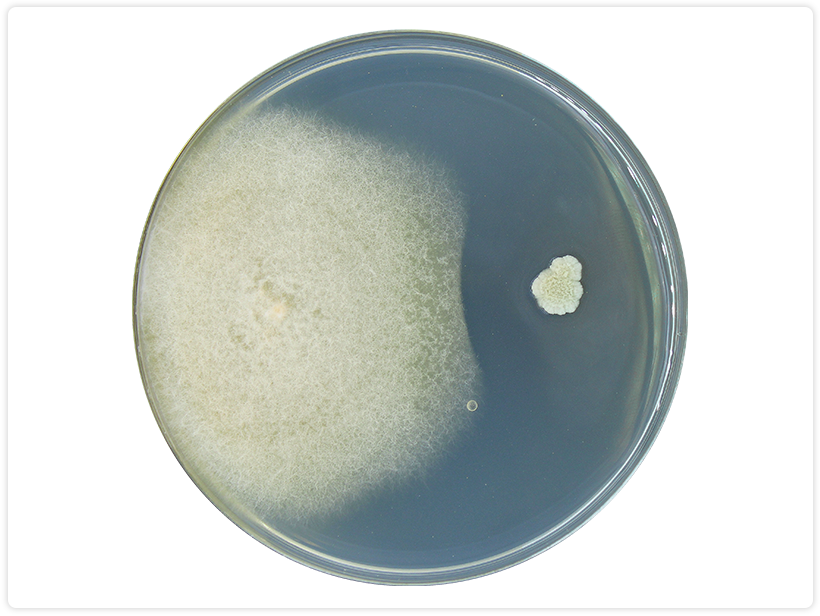 Bacillus subtilis