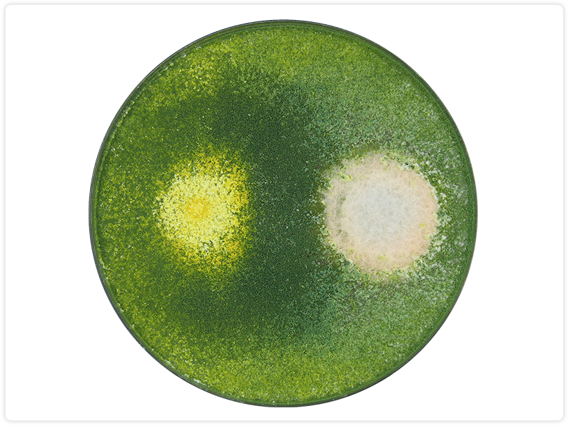 Trichoderma harzianum