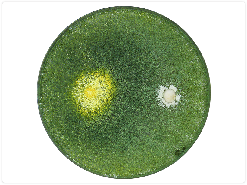 Trichoderma harzianum