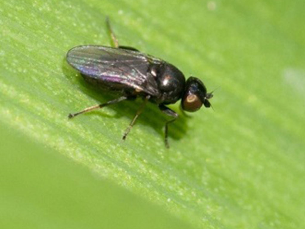 Muha Insect Ячменная шведская муха