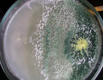 Динамика вытеснения патогена Pythium debarianum (слева) антагонистом  Trichoderma harzianum (справа)