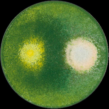 Рис 1. Взамодействие Trichoderma harzianum (слева) и Fusarium(справа) Рис 1. Взамодействие Trichoderma harzianum (слева) и Fusarium(справа)