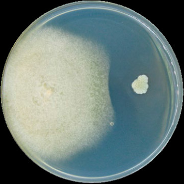 Рис 4. Взамодействие Bacillus subtilis(справа) и Fusarium(слева) Рис 4. Взамодействие Bacillus subtilis(справа) и Fusarium(слева)