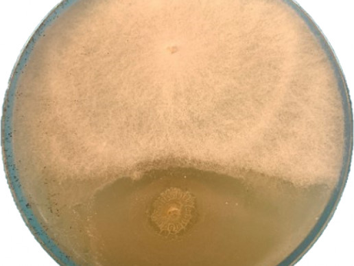 Взаимодействие Fusarium (в верхней части чашки Петри) и Bacillus subtilis