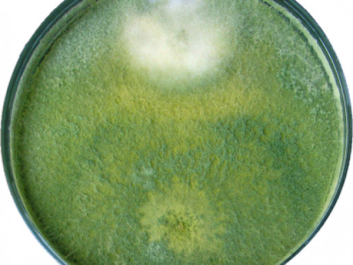 Взаимодействие Fusarium (в верхней части чашки Петри) и Trichoderma harzianum