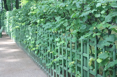 Развитие новых боковых побегов липы в шпалере Летнего сада (обрабатываемой биопрепаратами)