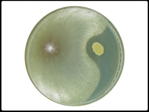 B. subtilis — Sclerotinia