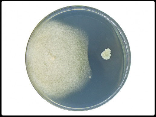 B. subtilis — Fusarium