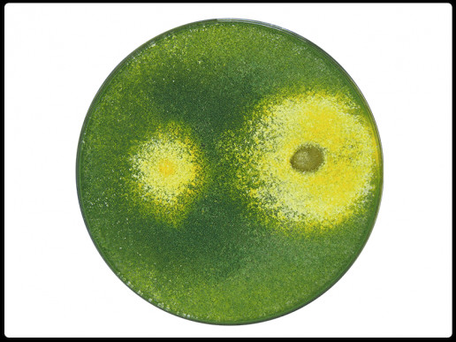 T. harzianum — Alternaria T. harzianum — Alternaria
