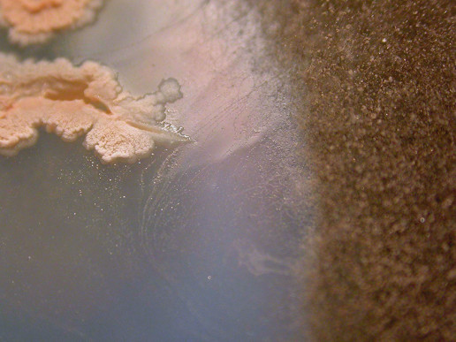 Bacillus subtillis
