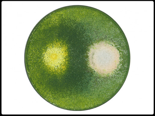 T. harzianum — Fusarium T. harzianum — Fusarium