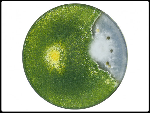 T. harzianum — Sclerotinia T. harzianum — Sclerotinia