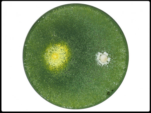 T. harzianum — Septoria T. harzianum — Septoria