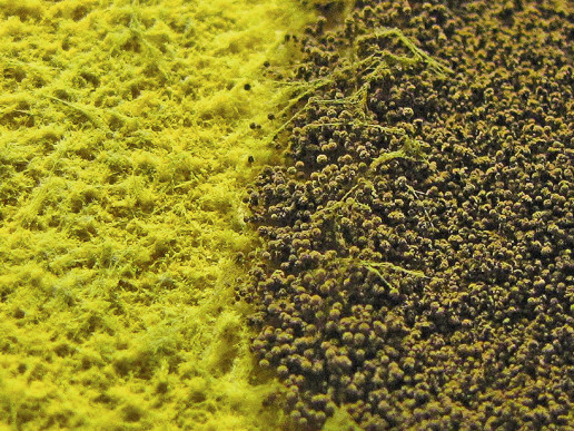 Trichoderma harzianum Trichoderma harzianum