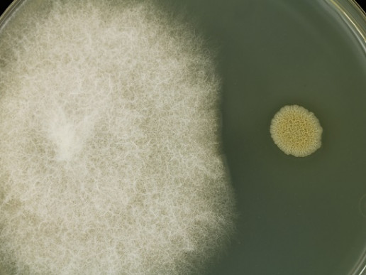 Подавление роста Fusarium за счёт выделений Bacillus subtilis Подавление роста Fusarium за счёт выделений Bacillus subtilis