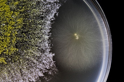Подавление Trichoderma harzianum развития Fusarium Подавление Trichoderma harzianum развития Fusarium