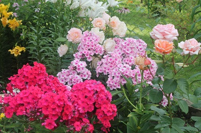 Защищаем флоксы, розы, пионы и др цветочные с помощью биопрепаратов