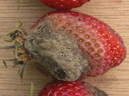Серая гниль земляники садовой (Botrytis cinerea Pers)