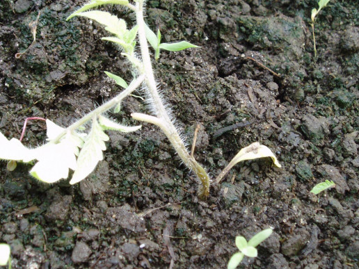 Корневая и прикорневая гниль томата (Pythium debaryanum, Rhizoctonia solani)