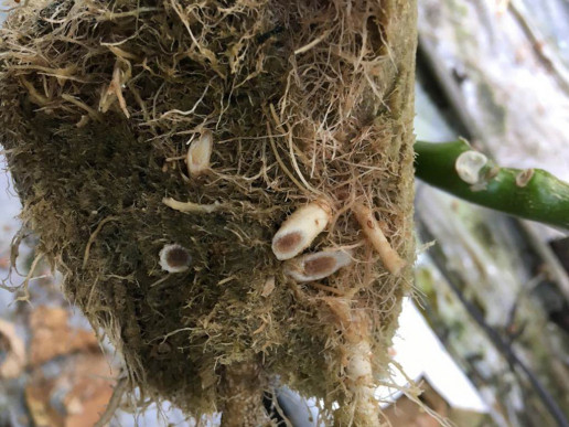 Корневые и прикорневые гнили баклажана (Pythium sp., Rhizoctonia solani, Fusarium sp)