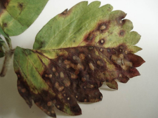 Бурая пятнистость листьев земляники (Marssonina potentillae f. fragariae Ohl)
