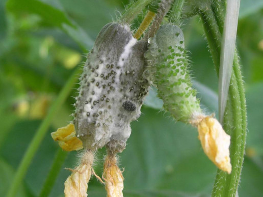 Белая гниль огурца (Sclerotinia sclerotiorum)