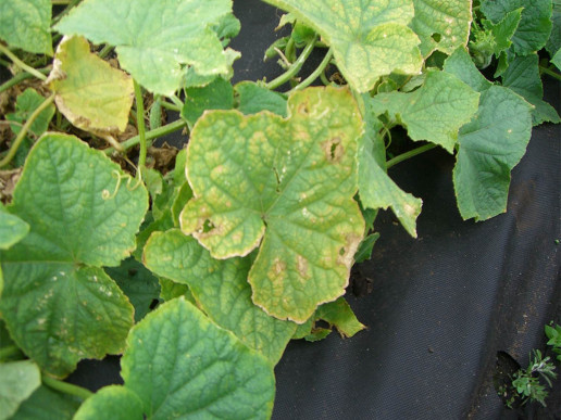 Угловатая бактериальная пятнистость листьев огурца (Pseudomonas syringae)