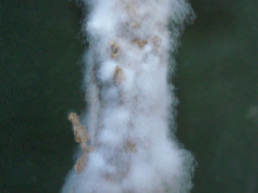 Белая гниль перца (Sclerotinia sclerotiorum)