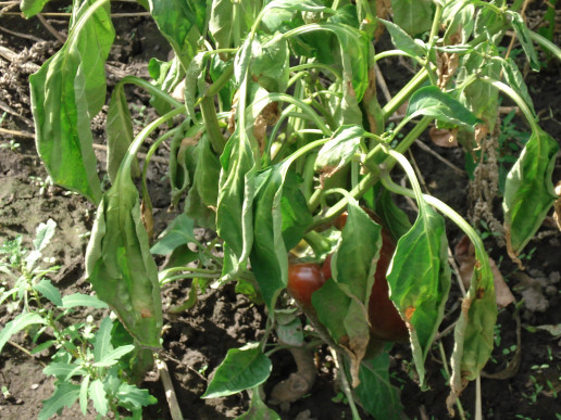 Трахеомикозное увядание перца (Fusarium solani, Verticillium albo-atrum и Verticillium dahliae)